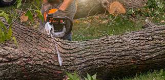 Best Pest Control for Lawns  in Rice, TX