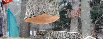 Best Arborist Consultation Services  in Rice, TX