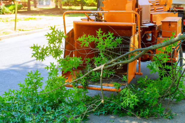 Best Tree Preservation Services  in Rice, TX