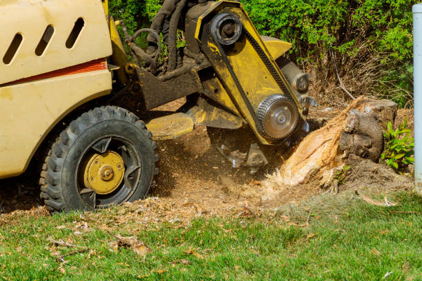 Leaf Removal in Rice, TX