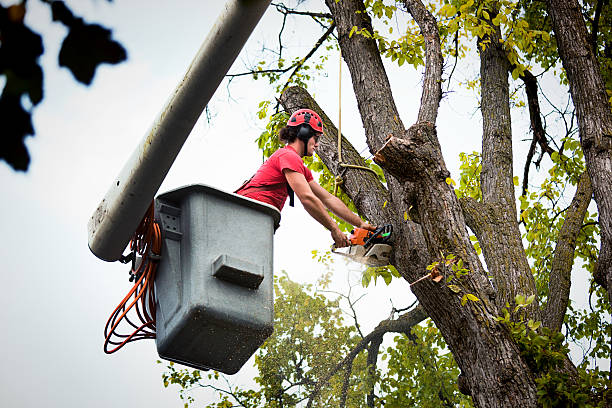 Best Tree Maintenance Programs  in Rice, TX