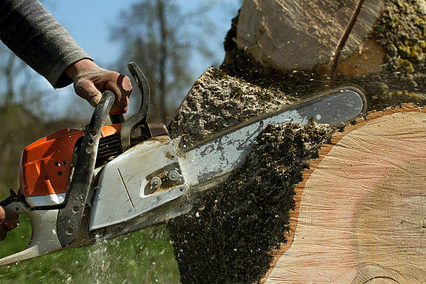 How Our Tree Care Process Works  in  Rice, TX