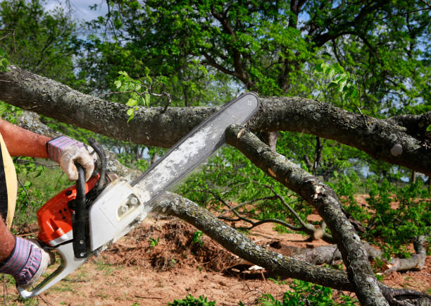 Best Tree Cabling and Bracing  in Rice, TX